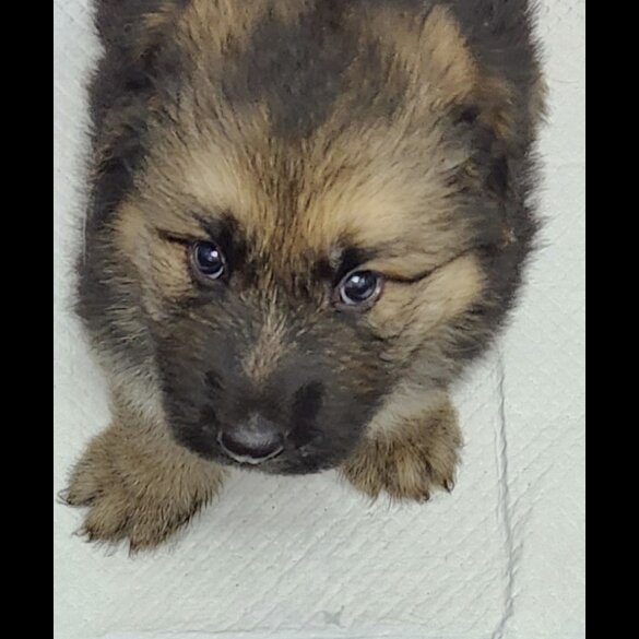 German Shepherd (Alsatian) - Both
