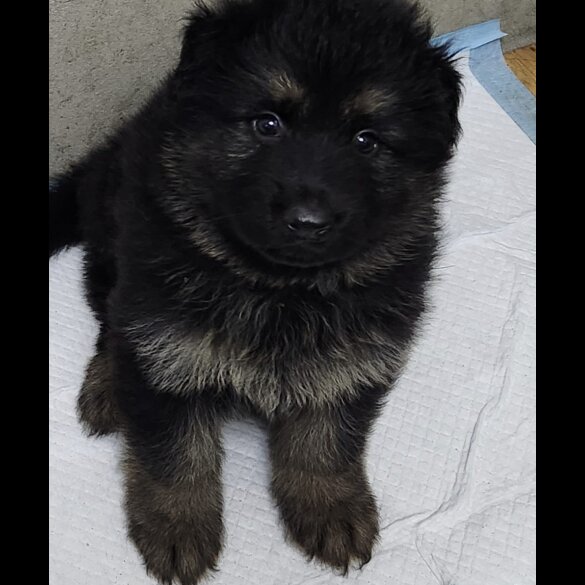 German Shepherd (Alsatian) - Both