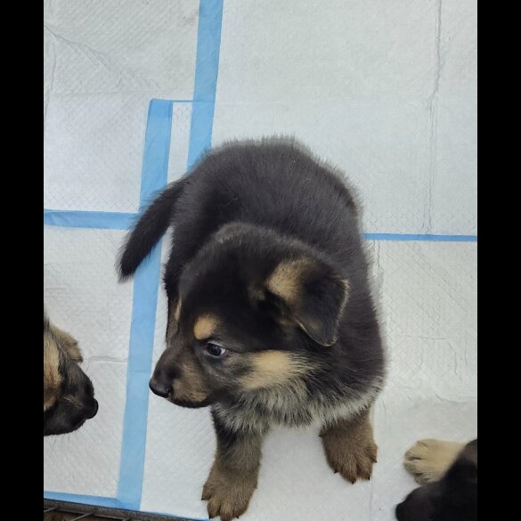 German Shepherd (Alsatian) - Both