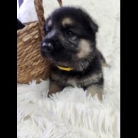 German Shepherd (Alsatian) - Both