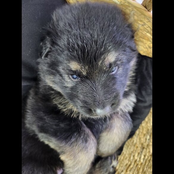 German Shepherd (Alsatian) - Both