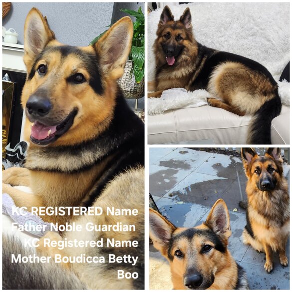 German Shepherd (Alsatian) - Both