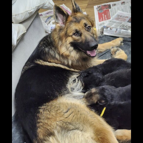 German Shepherd (Alsatian) - Both