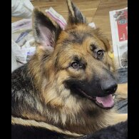 German Shepherd (Alsatian) - Both