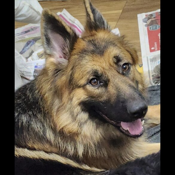 German Shepherd (Alsatian) - Both