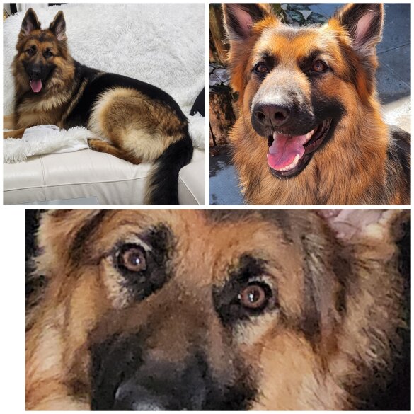 German Shepherd (Alsatian) - Both