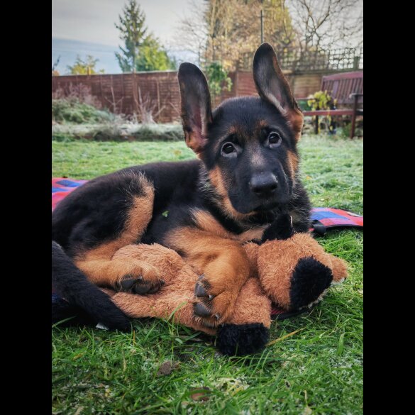 German Shepherd (Alsatian) - Both