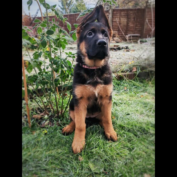 German Shepherd (Alsatian) - Both