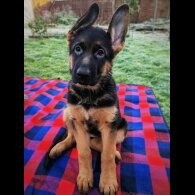German Shepherd (Alsatian) - Both