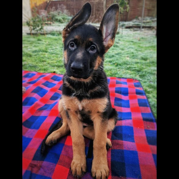 German Shepherd (Alsatian) - Both