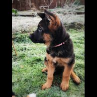 German Shepherd (Alsatian) - Both