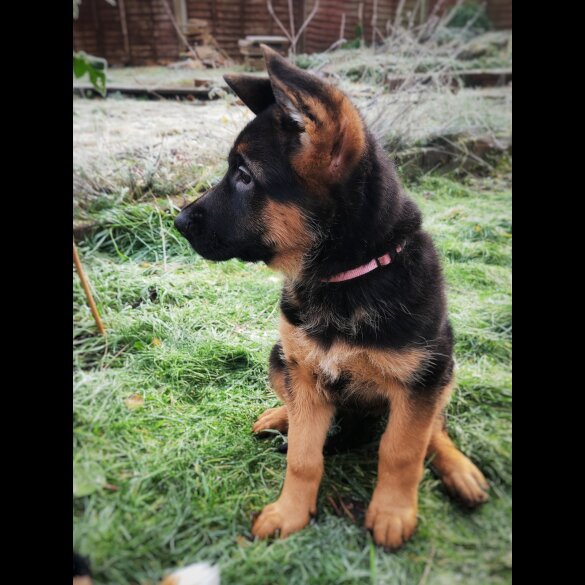 German Shepherd (Alsatian) - Both