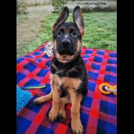 German Shepherd (Alsatian) - Both