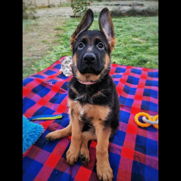German Shepherd (Alsatian) - Both