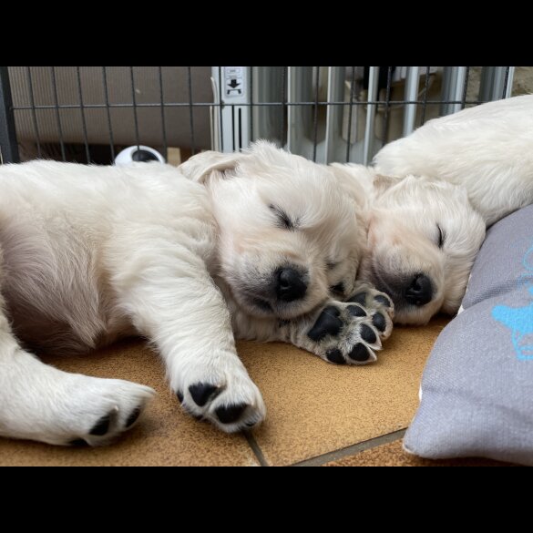 Golden Retriever - Both