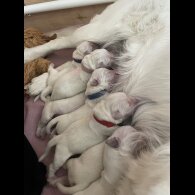 Golden Retriever - Both
