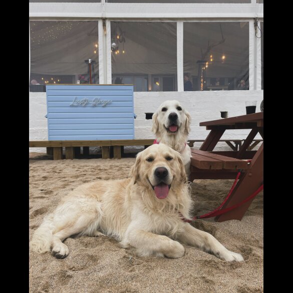 Golden Retriever - Both