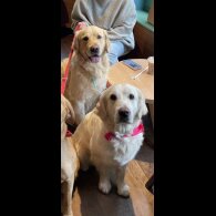 Golden Retriever - Both