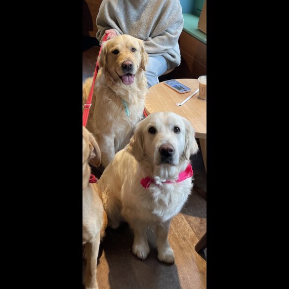 Golden Retriever - Both