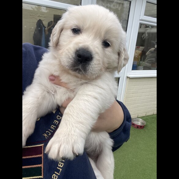 Golden Retriever - Both