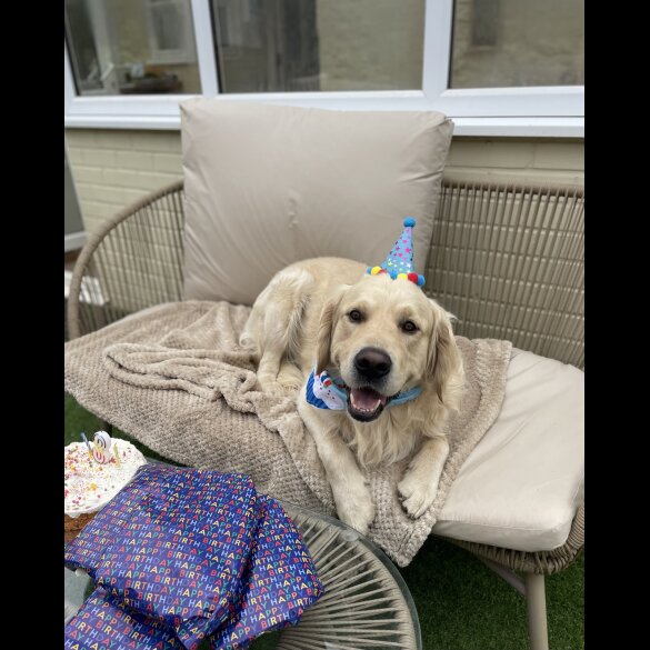 Golden Retriever - Both