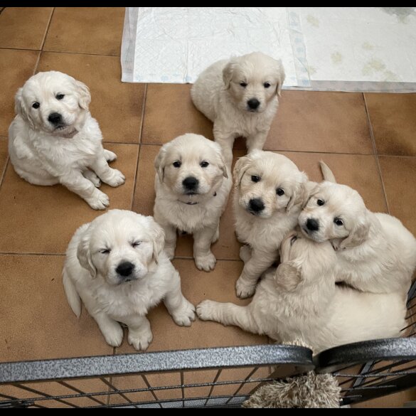 Golden Retriever - Both