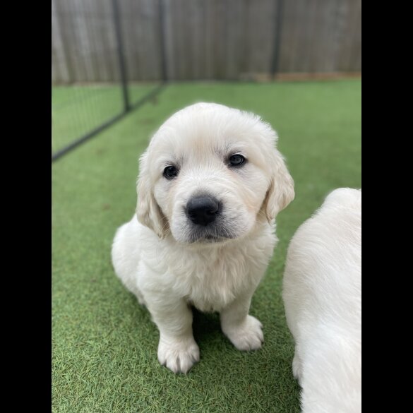 Golden Retriever - Both
