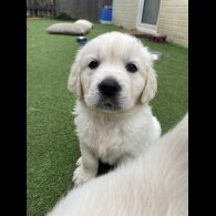Golden Retriever - Both