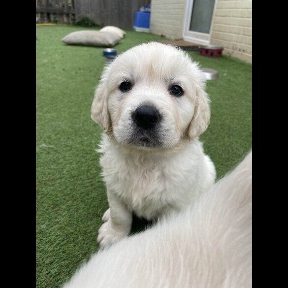 Golden Retriever - Both
