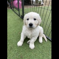 Golden Retriever - Both