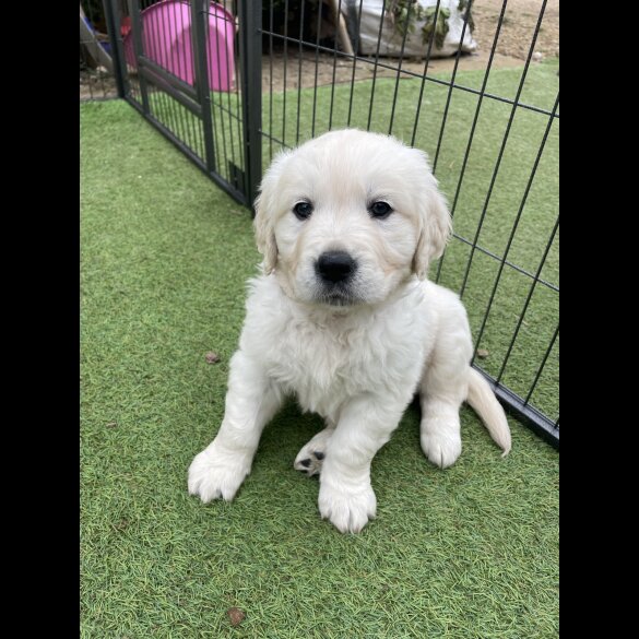 Golden Retriever - Both