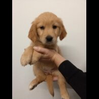 Golden Retriever - Both