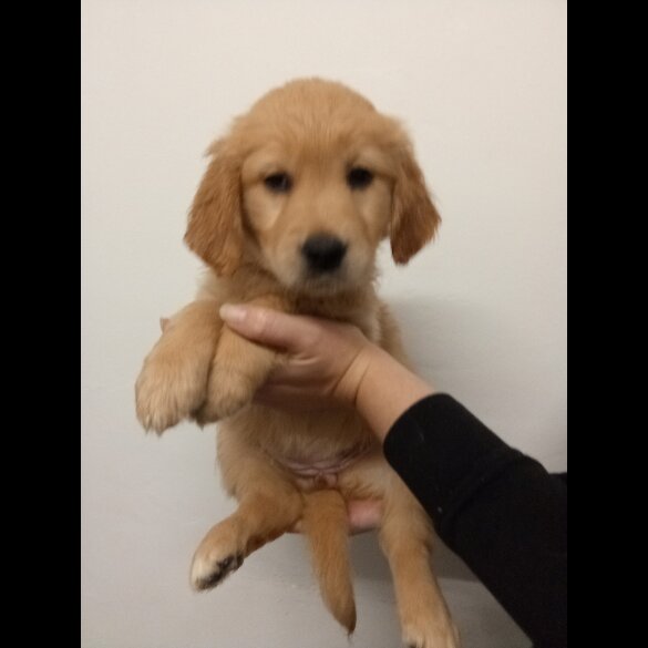 Golden Retriever - Both