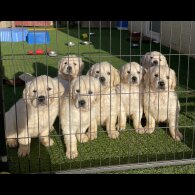 Golden Retriever - Both