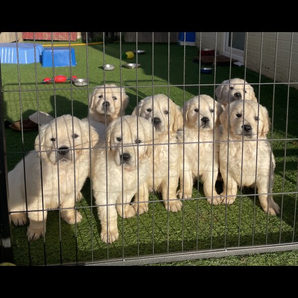Golden Retriever - Both