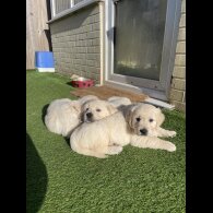 Golden Retriever - Both