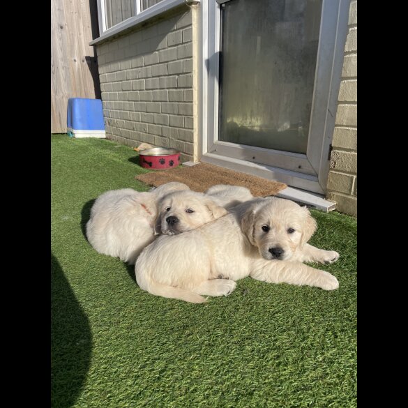 Golden Retriever - Both