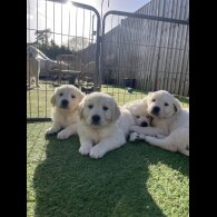Golden Retriever - Both
