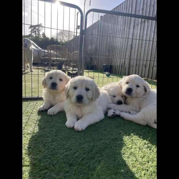 Golden Retriever - Both