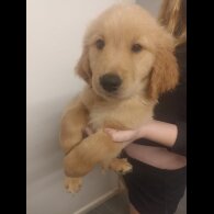 Golden Retriever - Both