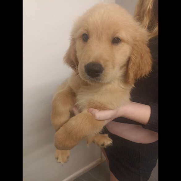 Golden Retriever - Both