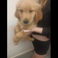 Golden Retriever - Both