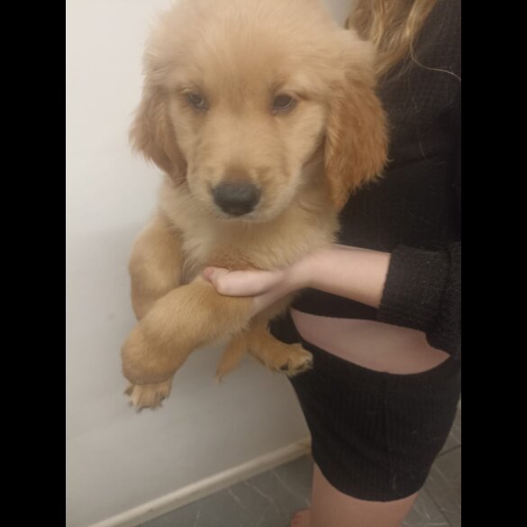 Golden Retriever - Both