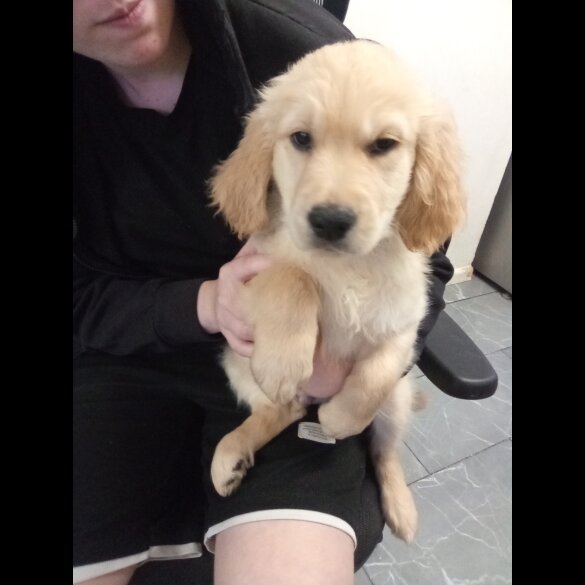 Golden Retriever - Both