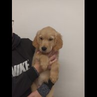 Golden Retriever - Both
