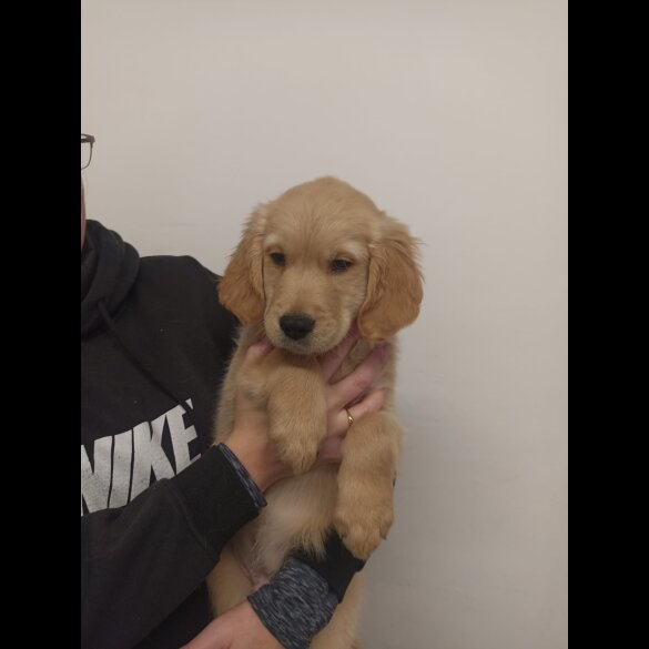 Golden Retriever - Both