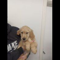 Golden Retriever - Both
