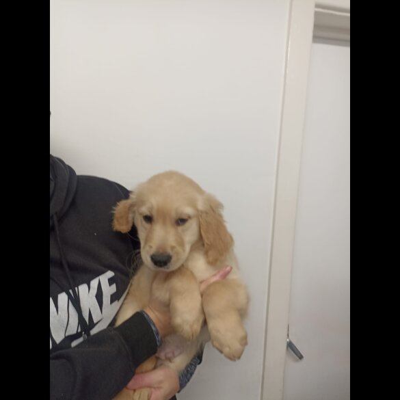 Golden Retriever - Both