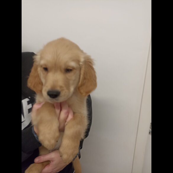 Golden Retriever - Both