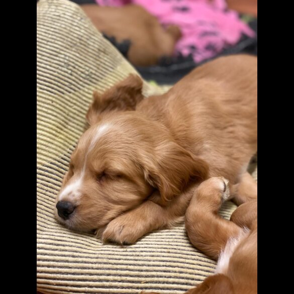 Golden Retriever - Both